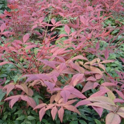 Nandina obsessed Seika®