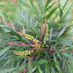 Mahonia sweet winter®