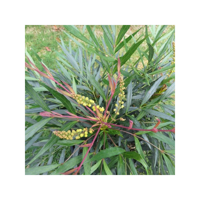 Mahonia sweet winter®