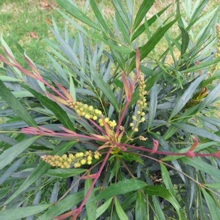 Mahonia sweet winter®