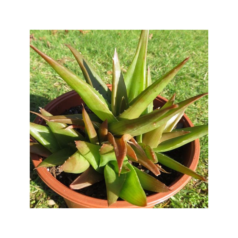 Aloe black gem