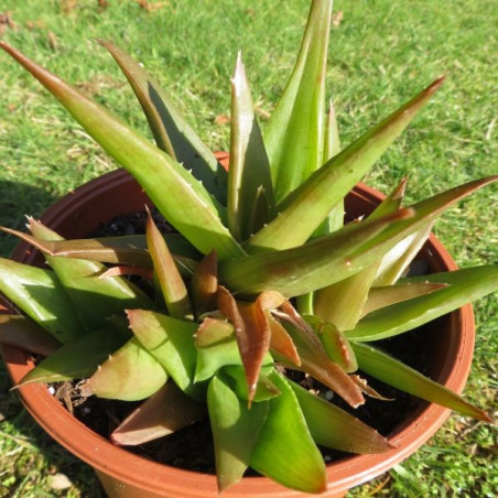 Aloe black gem