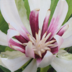 Calycanthus Venus