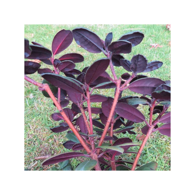 Rhododendron everred