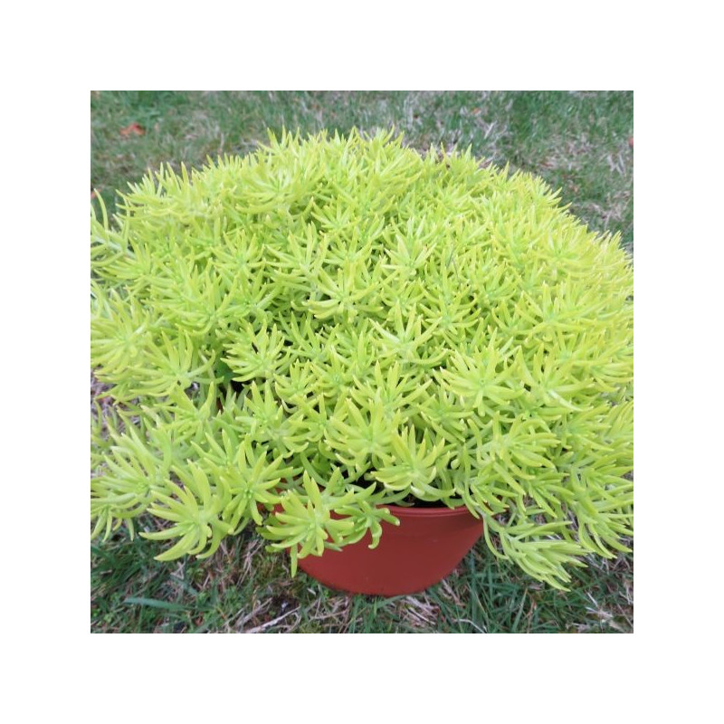 Sedum lemon ball