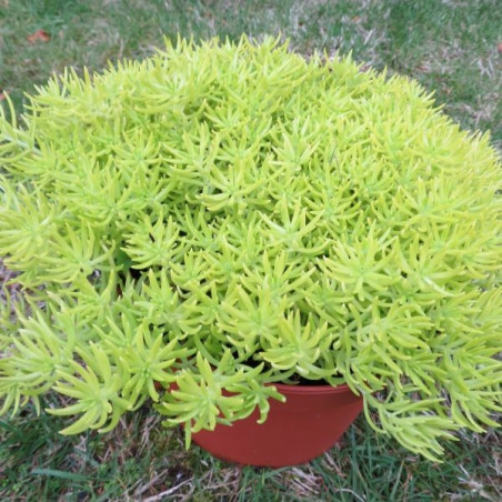 Sedum lemon ball