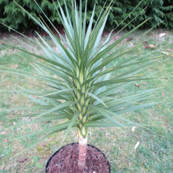 Cordyline Karo Kiri®