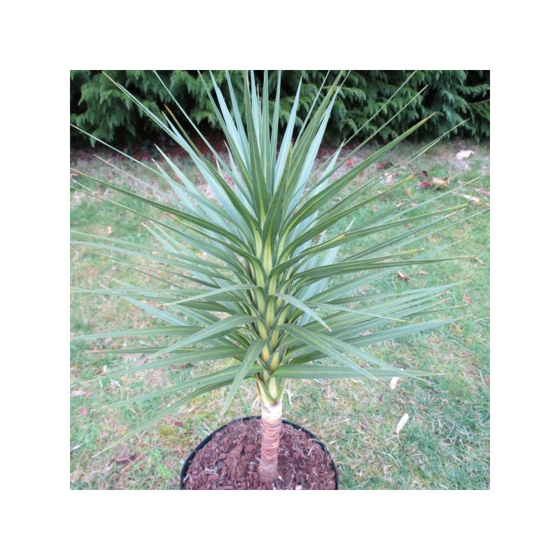 Cordyline Karo Kiri®