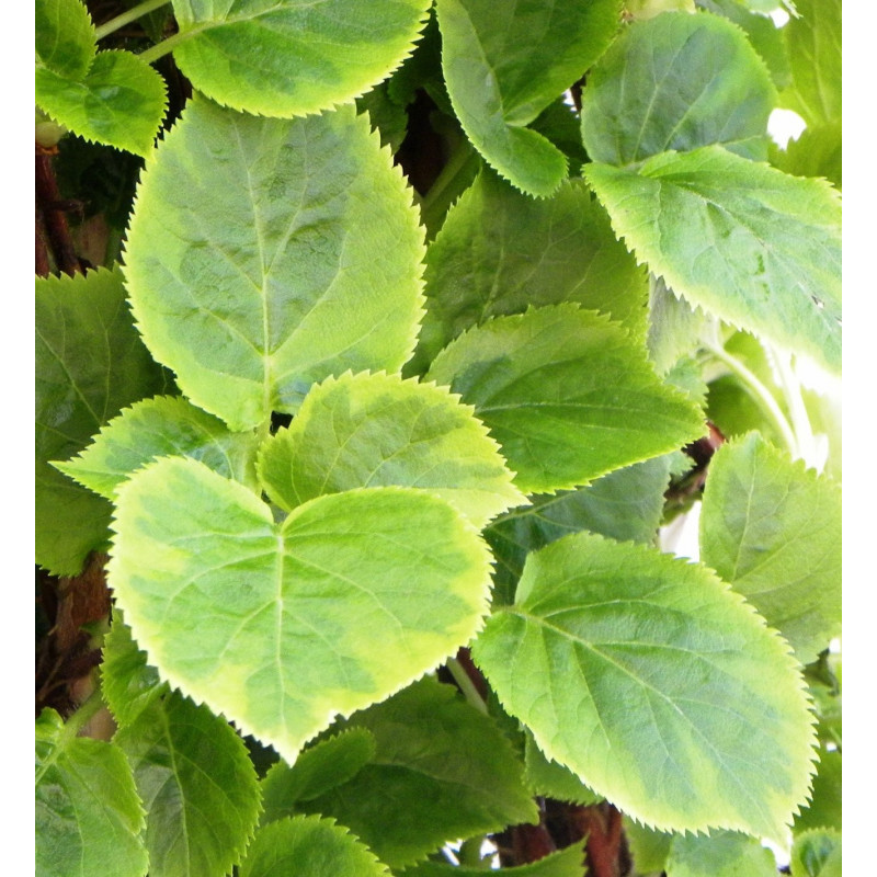 Hydrangea Miranda