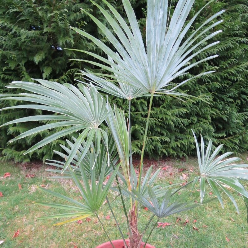 Trachycarpus princeps x sp nova