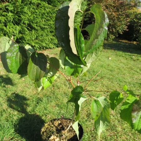 Heptacodium miconioides