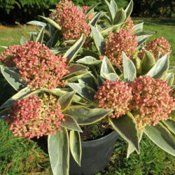 Skimmia Magic Marlot