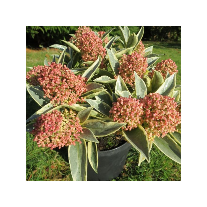 Skimmia Magic Marlot