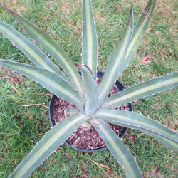 Agave funkiana