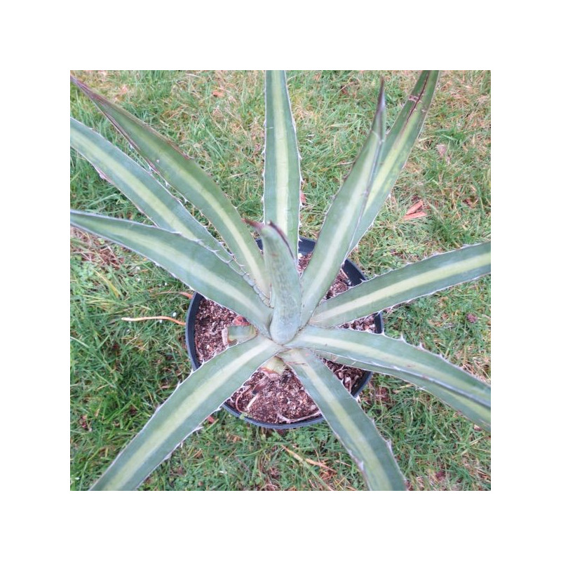 Agave funkiana