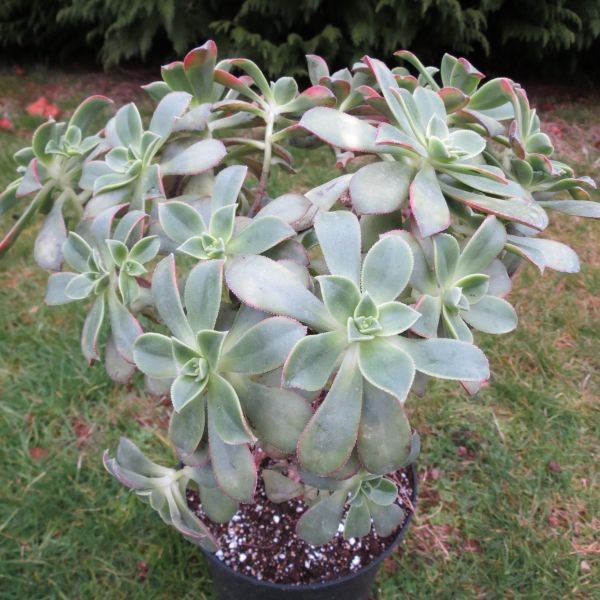 aeonium kiwi