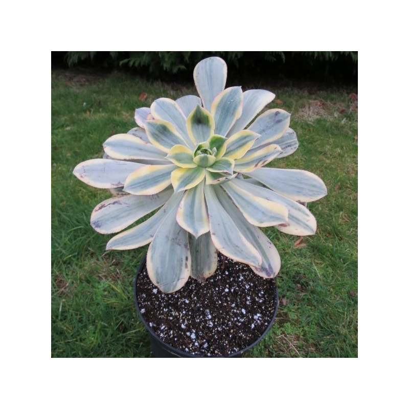 Aeonium sunburst