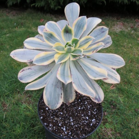 Aeonium sunburst