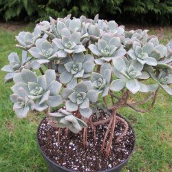 Aeonium haworthii