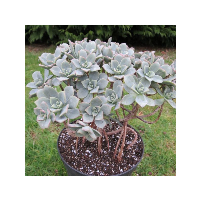 Aeonium haworthii