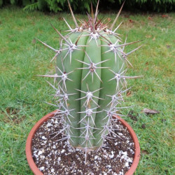 Echinopsis tacaquirensis ssp taquimbalensis