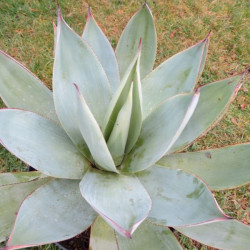 Agave celsii albicans