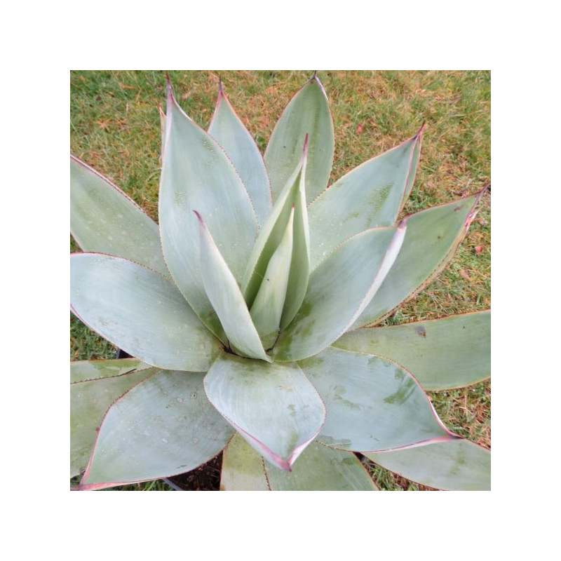 Agave celsii albicans