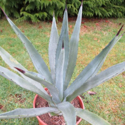 Agave augustifolia