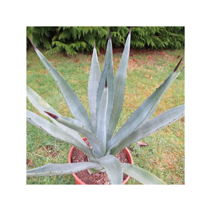 Agave augustifolia Agave augustifolia