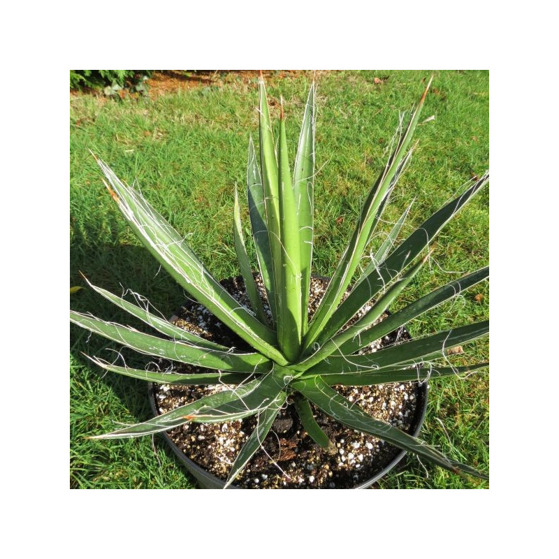 Agave filifera