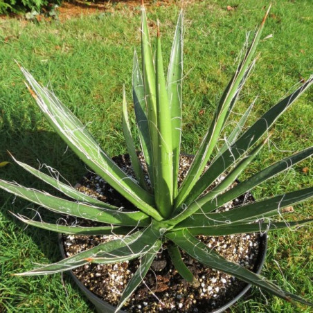 Agave filifera