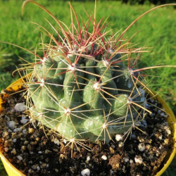 Ferocactus hamatacanthus