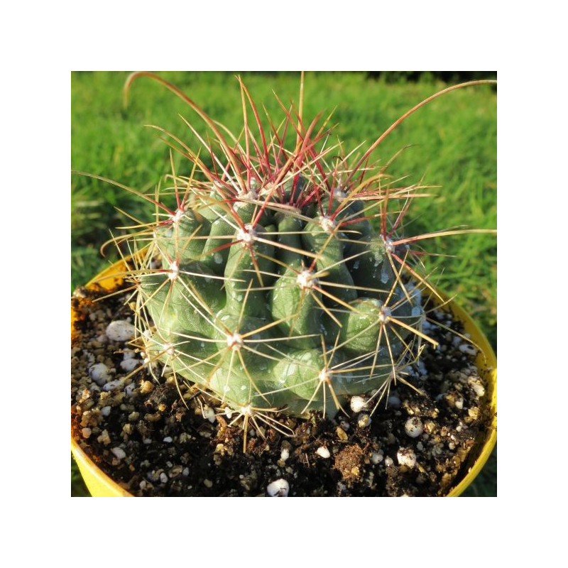 Ferocactus hamatacanthus