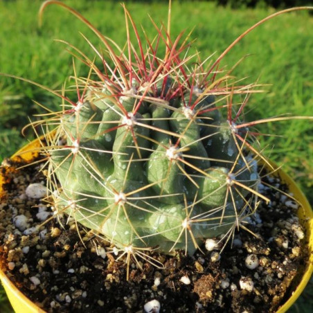 Ferocactus hamatacanthus