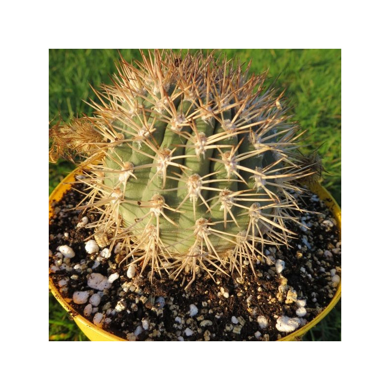 Echinopsis thionantha