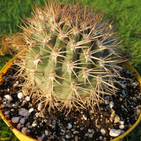 Echinopsis thionantha