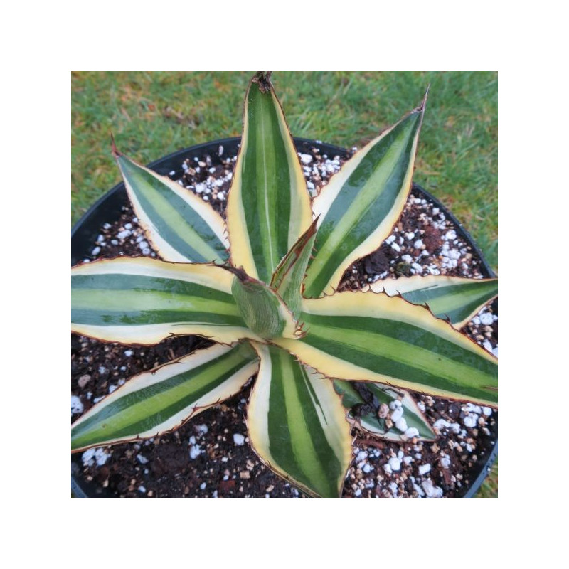 Agave lophanta quadricolor