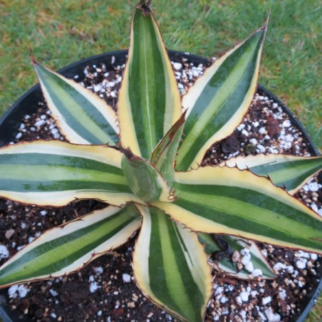 Agave lophanta quadricolor