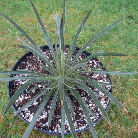 Agave x leopoldii