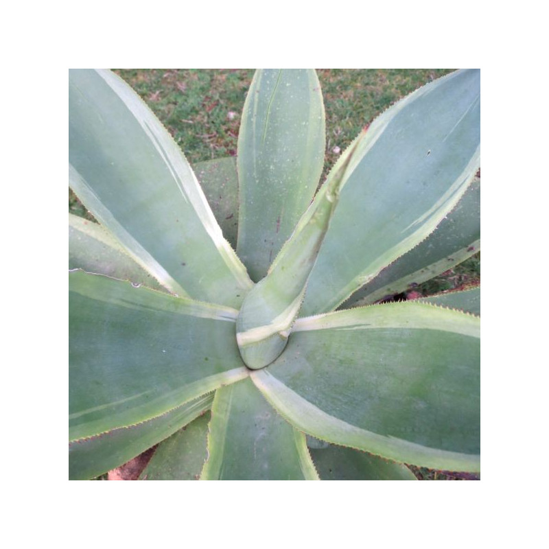 Agave celsii variegata