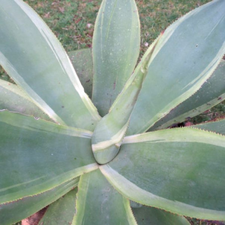 Agave celsii variegata