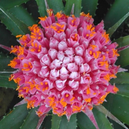 Ochagavia carnea