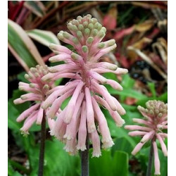 Veltheimia bracteata