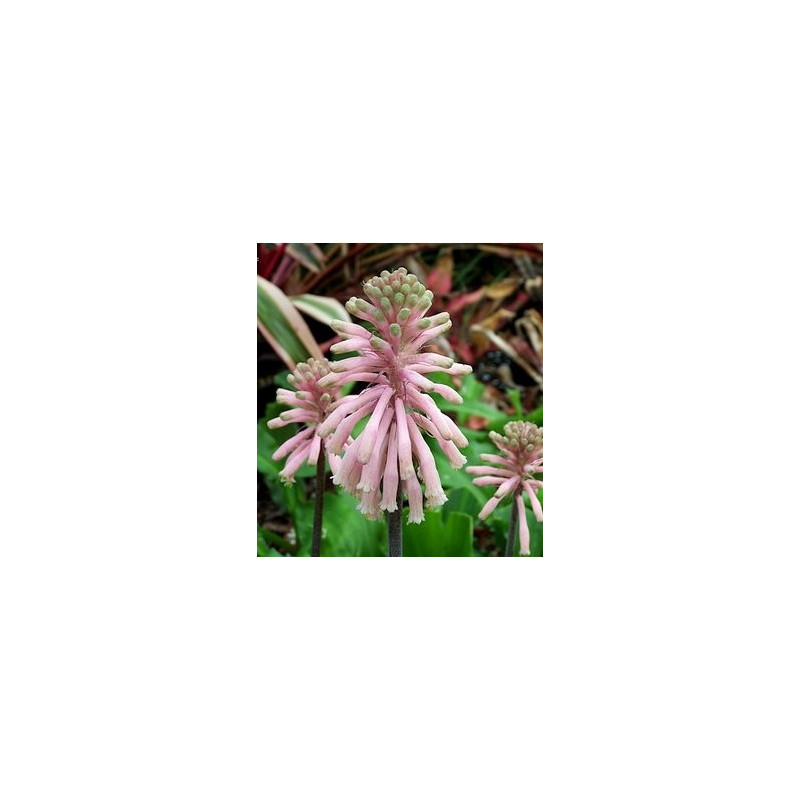 Veltheimia bracteata