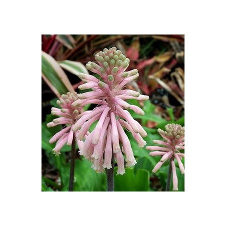 Veltheimia bracteata