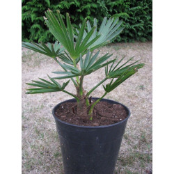 Trachycarpus wagnerianus 4 litres