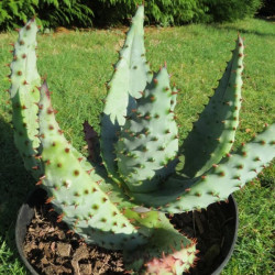 Aloe marlothii