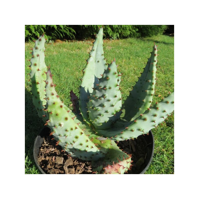 Aloe marlothii