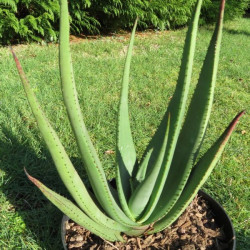 Aloe wickensii