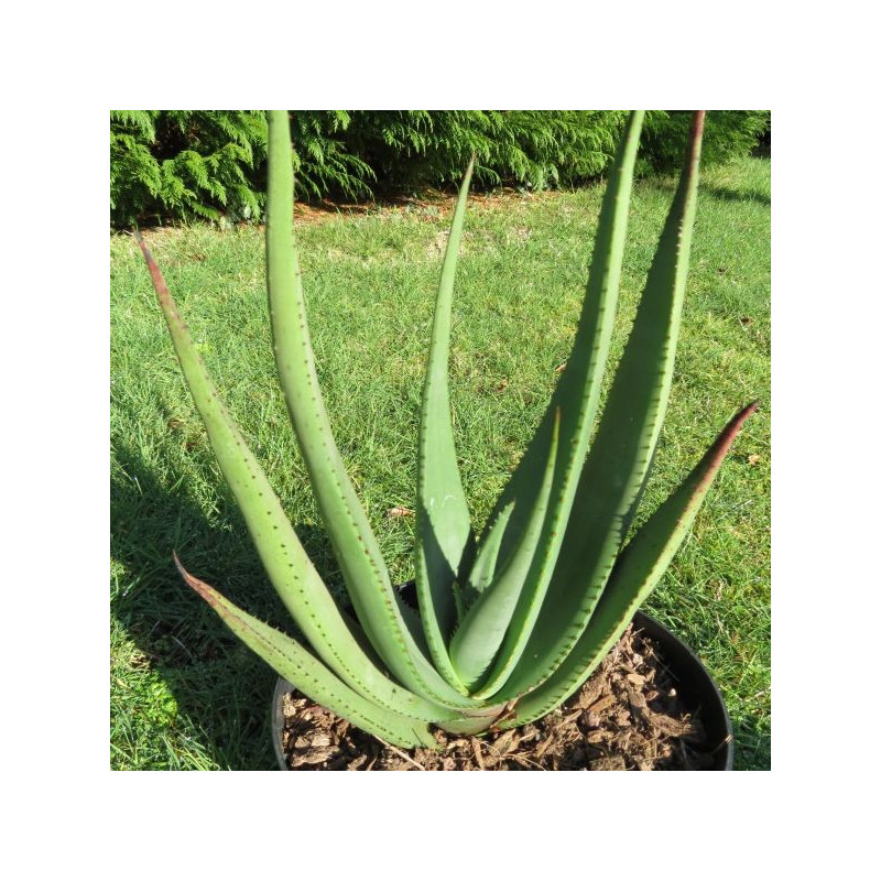 Aloe wickensii